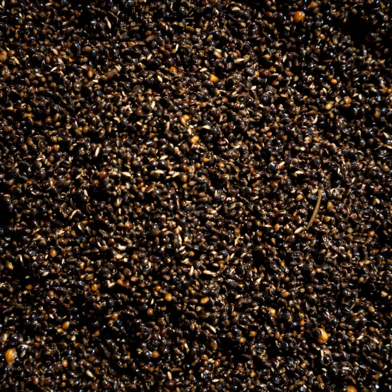CARPCORN NASIONA KONOPI GOTOWANE 1kg KONOPIE WĘDKARSKIE